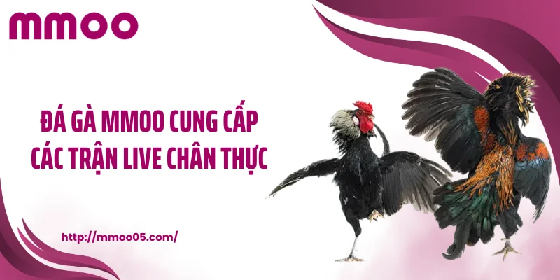 Đá gà MMOO cung cấp các trận live chân thực