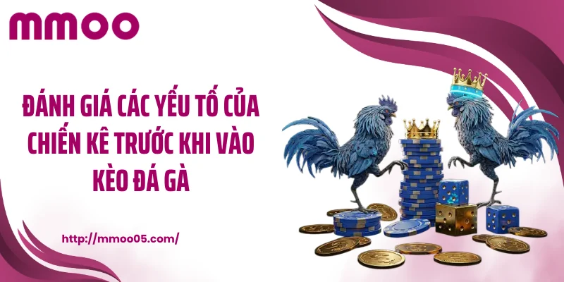 Đánh giá các yếu tố của chiến kê trước khi vào kèo đá gà